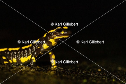 karl-gillebert-salamandre-tachetee-0543