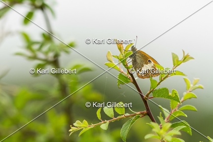 karl-gillebert-cephale-1906