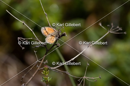 Karl-Gillebert-procris-coenonympha-pamphilus-8962