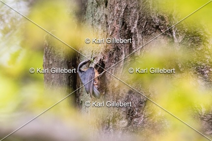 Karl-Gillebert-Sittelle-torchepot-Sitta-europaea-8429