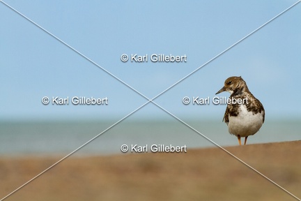 Karl-Gillebert-Tournepierre-a-collier-Arenaria-interpres-5597