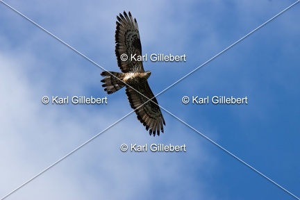 Karl-Gillebert-Bondree-apivore-Pernis-apivorus-8522