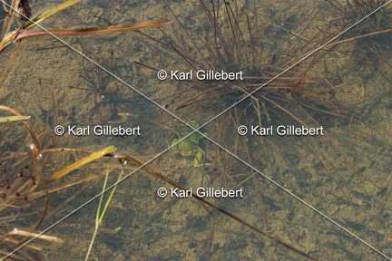 Karl-Gillebert-Rainette-verte-Hyla-arborea-6829
