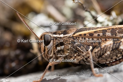 GILLEBERT karl-Caloptene-italien-Calliptamus-italicus-5761